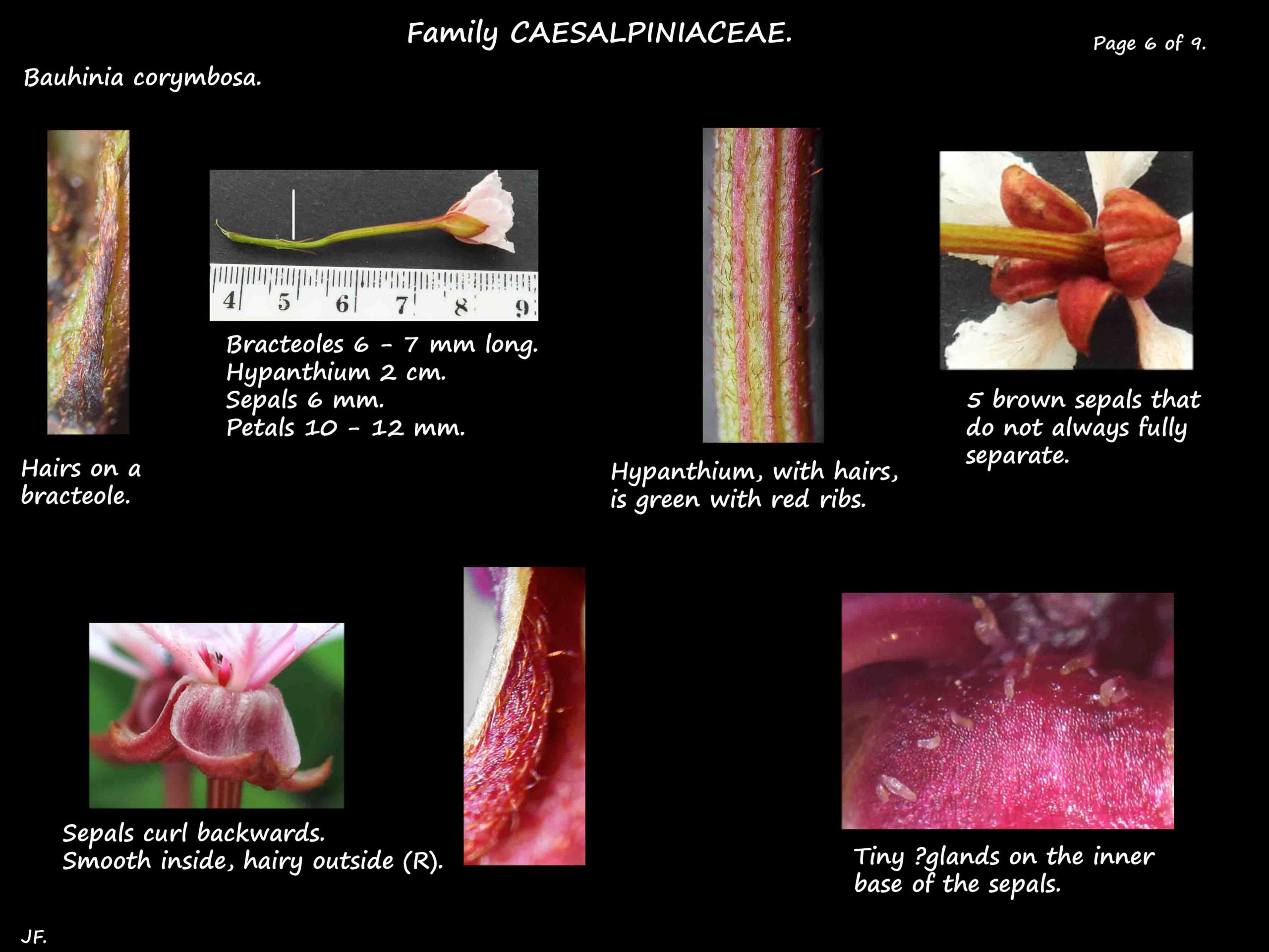 6 Bauhinia corymbosa bracteoles & sepals
